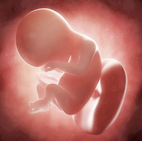 Gastrulació (dia 17)