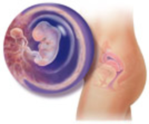 prenatal ( second month)