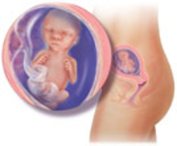 Seventh Month (prenatal)