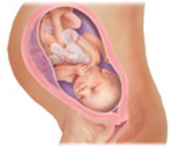 Prenatal- third month