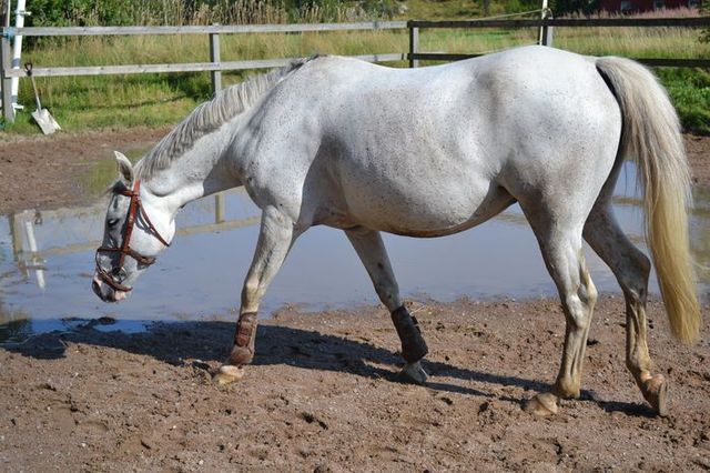 Min första tävling med min häst