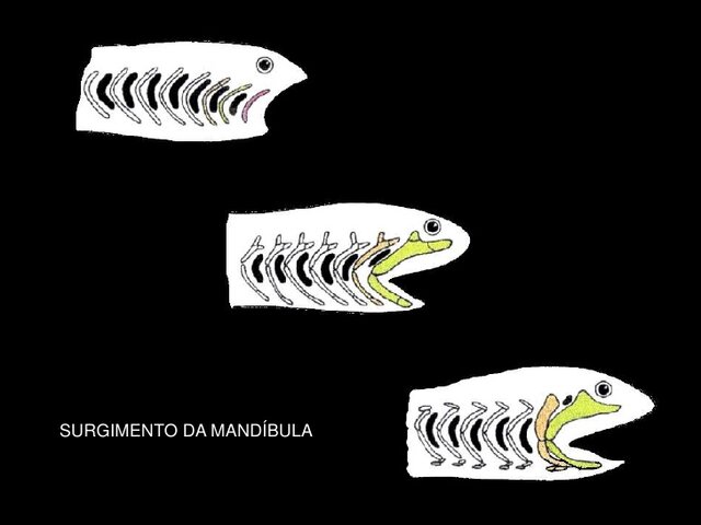Surgimento das mandíbulas
