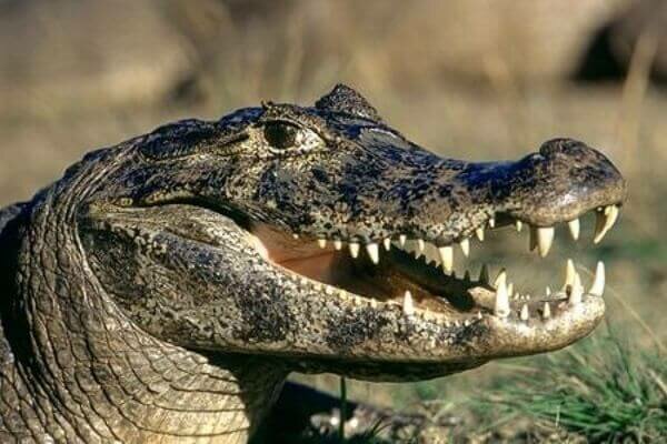 Conquista definitiva do ambiente terrestre por repteis