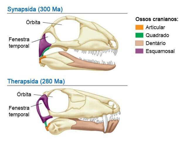 Fenestra temporal em Synapsidas e Sauropsidas