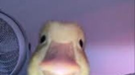 Timeline: ETAPES DE LA HISTORIA