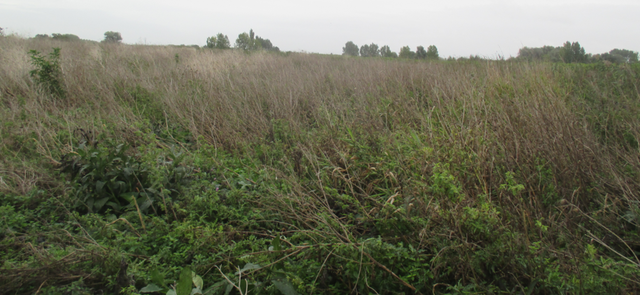 Sixième campagne d'échantillonnage (TD26)