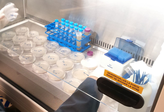 Développement d'une nouvelle analyse