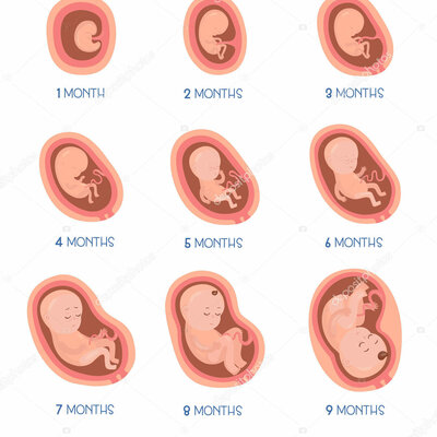 Timeline: El procés embrionari humà