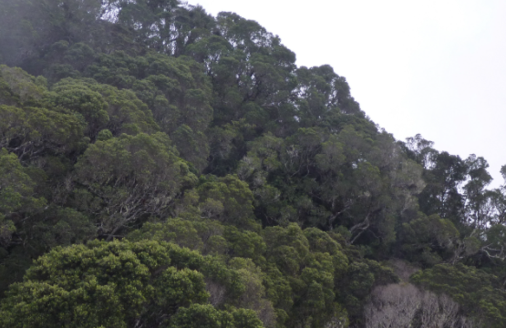 The U.S. invades Cuba