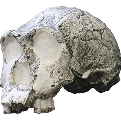 Timeline: l'évolution de l'homme