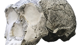 Timeline: l'évolution de l'homme