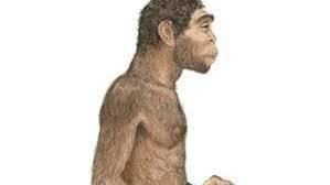 Homo erectus