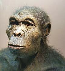 Homo habilis