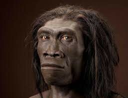 Homo erectus