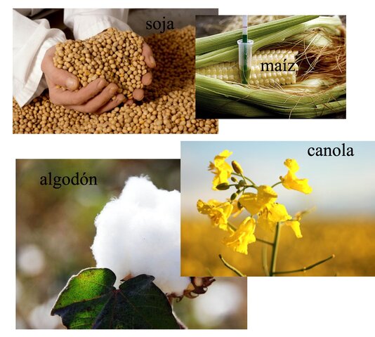 Cultivos transgénicos