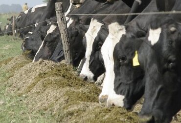 Aparicion de la ganadería