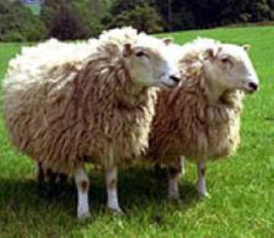 Scientists clone sheep