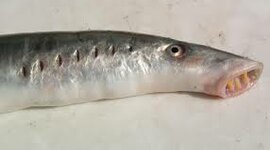 Timeline: PEIXES SEM MANDÍBOLA