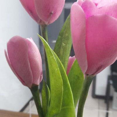 Timeline: Mis escuelas