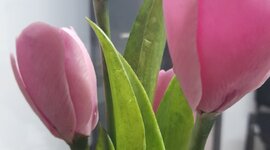 Timeline: Mis escuelas