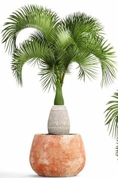 Un bajorrelieve asirio retrata uso de fertilización artificial de palmeras datileras