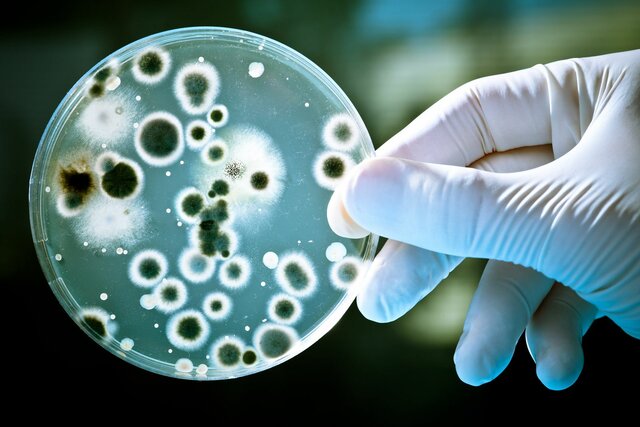 SUPERBACTERIAS