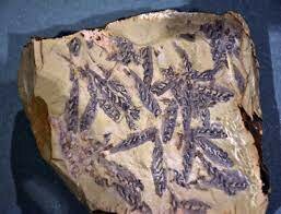 Haikouella lanceolata