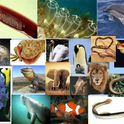 Timeline: Eventos e novidades evolutivas que ocorreram no filo dos cordados