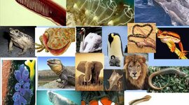 Timeline: Eventos e novidades evolutivas que ocorreram no filo dos cordados