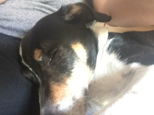 Vaig adoptar al meu gos