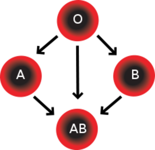 Major Blood Types are Identified by Karl Land Steiner