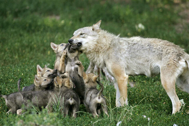 Introducción de lobos en el medio ambiente.