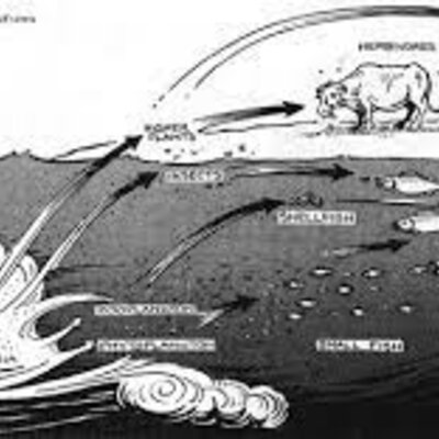 Timeline: Enfermedad de minamata
