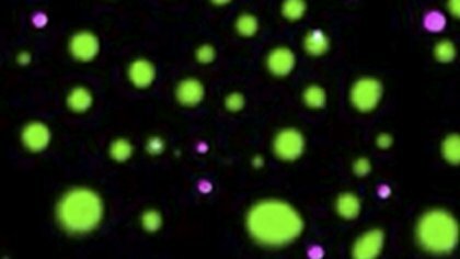 Sumergirse dentro del sistema celular humano