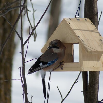 Timeline: Защита птиц зимой