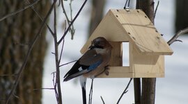 Timeline: Защита птиц зимой