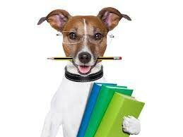 Mascotas inteligentes