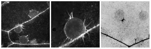 Nuevo mecanismo de movimiento de la célula