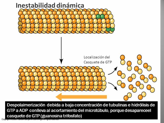 Marc Kirschner y Tom Mitchison