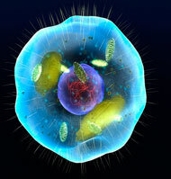 Primera fotografía de una célula