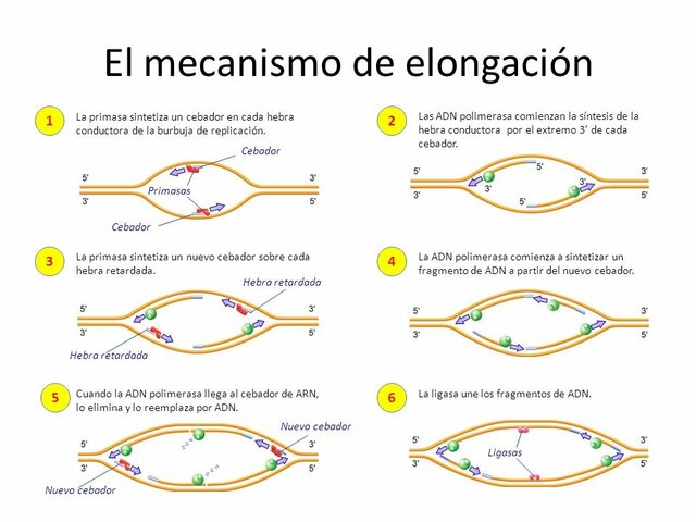 Elongación de los cromosomas