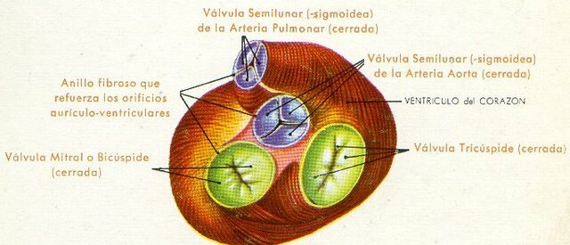 Corpúsculos en la sangre