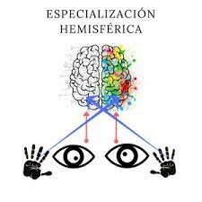 Lateralidad manual y Evolución Humana