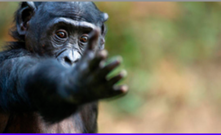 El rastro evolutivo de la lateralidad