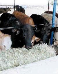 Programa Sectorial de Agricultura, Ganadería, Desarrollo Rural, Pesca y Alimentación