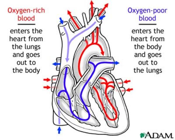 Circulation of blood