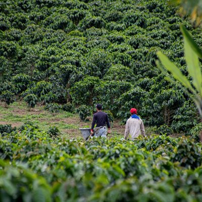 Timeline: Fitopatología