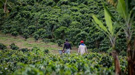 Timeline: Fitopatología