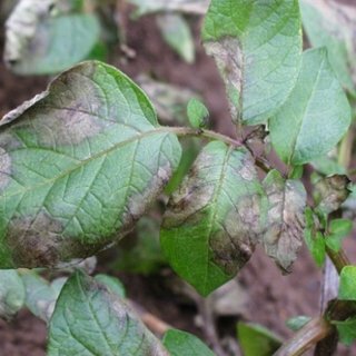 Trabajos concluyentes