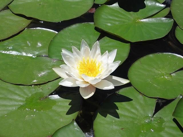 Tsunesaburo Makiguchi se convierte al Budismo de Nichiren